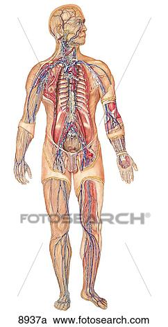 Clipart - Lymphatic System on Human Figure Unlabeled. Fotosearch