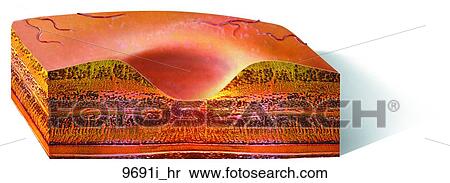 Stock Illustration - Macula Lutea (Cross-Section) Unlabeled. Fotosearch