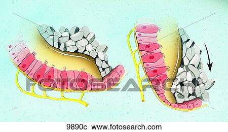 Macula of Saccule Unlabeled View Large Illustration Clipart - Macula of Saccule Unlabeled. Fotosearch