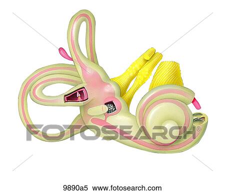 Stock Illustration - Membranous Labyrinth Unlabeled. Fotosearch