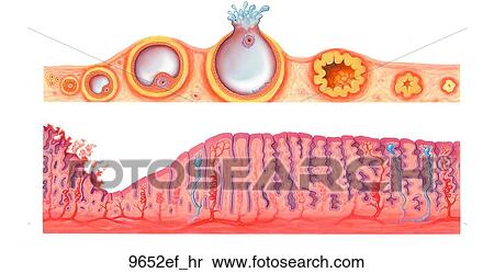 Menstrual Cycle Unlabeled View Large Illustration Stock Illustration - Menstrual Cycle Unlabeled. Fotosearch