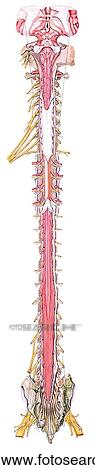Clip Art - Midbrain, Medulla Oblongata and Spinal Cord (Posterior View) Unlabeled. Fotosearch