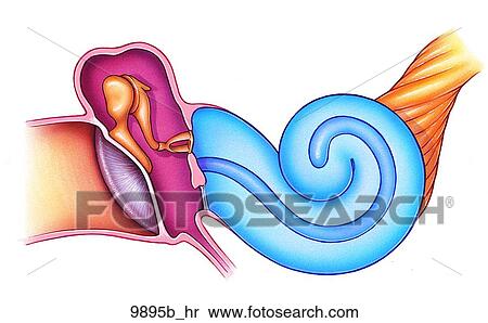 Stock Illustration - Middle and Inner Ear Unlabeled. Fotosearch