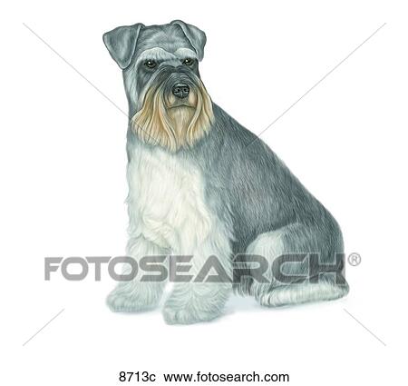 Miniature Schnauzer Unlabeled View Large Illustration Clipart - Miniature Schnauzer Unlabeled. Fotosearch