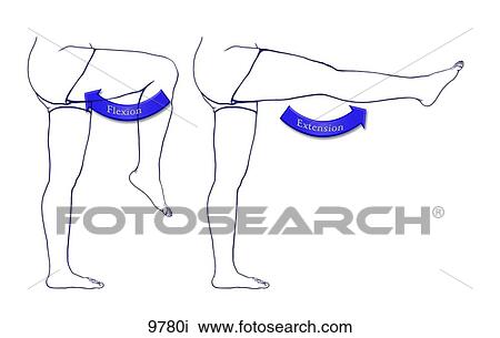 Movement of Knee Joint Unlabeled View Large Illustration Drawing - Movement of Knee Joint Unlabeled. Fotosearch