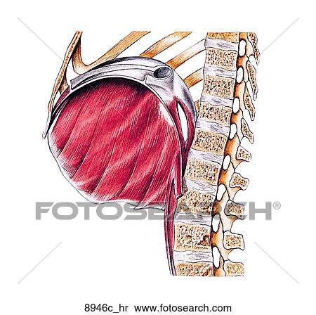 Stock Illustration - Muscles of Diaphragm Unlabeled. Fotosearch