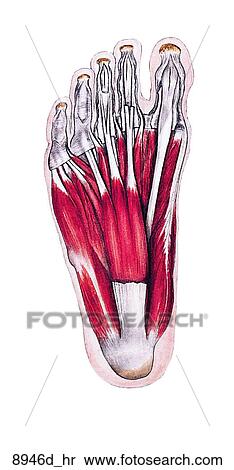 Muscles of Right Foot Unlabeled Stock Illustration | 8946d_hr | Fotosearch