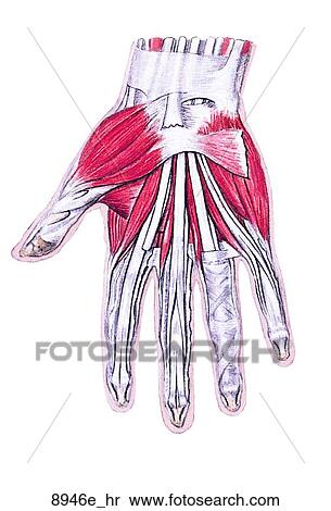 Muscles of Right Hand Unlabeled View Large Illustration Stock Illustration - Muscles of Right Hand Unlabeled. Fotosearch