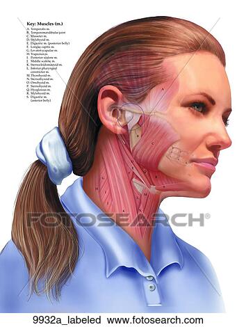 Clip Art - Muscles of the Temporomandibular Joint (TMJ) Labeled. Fotosearch