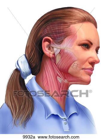 Clipart - Muscles of the Temporomandibular Joint (TMJ) Unlabeled. Fotosearch