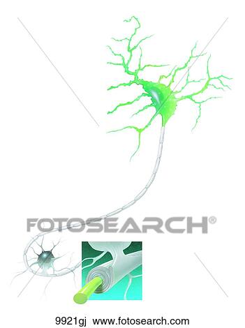 Drawing - Nerve Cell Unlabeled. Fotosearch