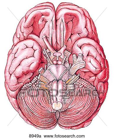 Nerves of the Brain (Inferior View) Unlabeled View Large Illustration Clipart - Nerves of the Brain (Inferior View) Unlabeled. Fotosearch