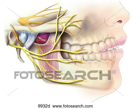 Nerves of the Temporomandibular Region Unlabeled View Large Illustration Clip Art - Nerves of the Temporomandibular Region Unlabeled. Fotosearch
