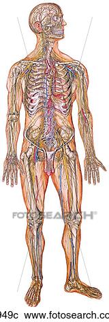 Clipart - Nervous System on Human Figure Unlabeled. Fotosearch