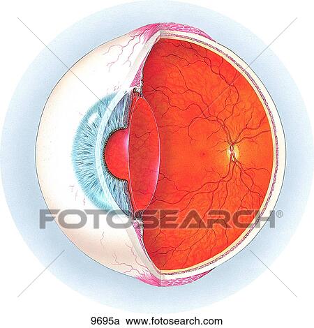 Normal Eye Anatomy (Whole an Cutaway View) Unlabeled View Large Illustration Clipart - Normal Eye Anatomy (Whole an Cutaway View) Unlabeled. Fotosearch