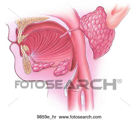 Oral Cavity Unlabeled View Large Illustration Stock Illustration - Oral Cavity Unlabeled. Fotosearch