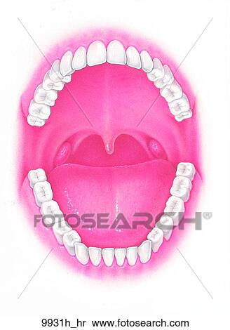 Oral Cavity with Teeth Unlabeled View Large Illustration Stock Illustration - Oral Cavity with Teeth Unlabeled. Fotosearch