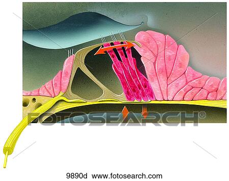 Organ of Corti Unlabeled View Large Illustration Clip Art - Organ of Corti Unlabeled. Fotosearch