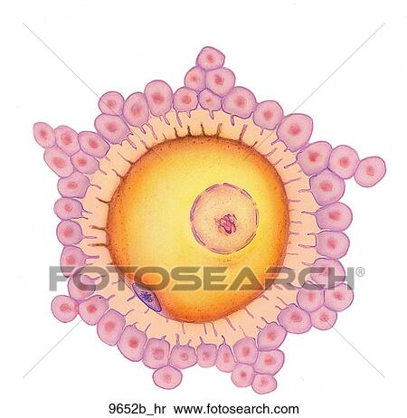 Ovum (Unfertilized) Unlabeled View Large Illustration Stock Illustration - Ovum (Unfertilized) Unlabeled. Fotosearch