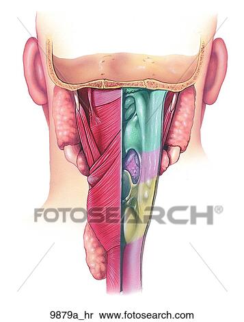 Pharynx Posterior View Unlabeled View Large Illustration Stock Illustration - Pharynx Posterior View Unlabeled. Fotosearch