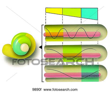 Clip Art - Physiology of Sound Unlabeled. Fotosearch