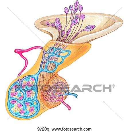 Stock Illustration - Pituitary Gland and Hypothalamus Unlabeled. Fotosearch