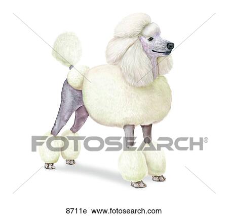 Poodle Unlabeled View Large Illustration Clip Art - Poodle Unlabeled. Fotosearch