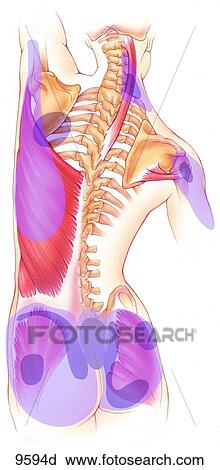 Posterior Superficial Torso and Shoulder Trigger Points, Splenius Cervicis to Gluteus Unlabeled View Large Illustration Clip Art - Posterior Superficial Torso and Shoulder Trigger Points, Splenius Cervicis to Gluteus Unlabeled. Fotosearch