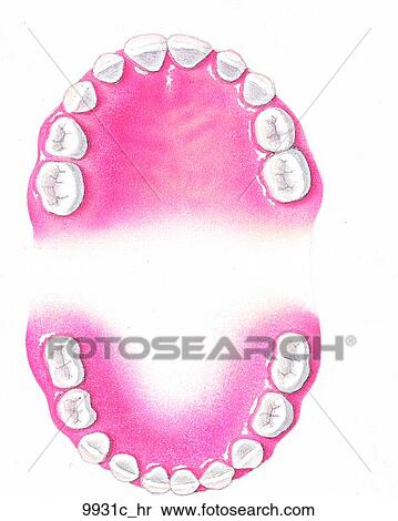Primary Teeth Unlabeled View Large Illustration Stock Illustration - Primary Teeth Unlabeled. Fotosearch