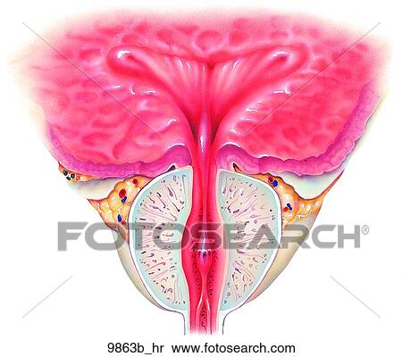 Stock Illustration - Prostate Anterior View Unlabeled. Fotosearch