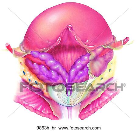 Stock Illustration - Prostate Posterior View Unlabeled. Fotosearch