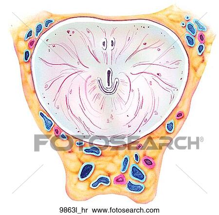 Prostate Superior View Unlabeled View Large Illustration Stock Illustration - Prostate Superior View Unlabeled. Fotosearch