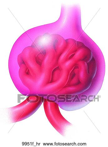 Renal Corpuscle Unlabeled View Large Illustration Stock Illustration - Renal Corpuscle Unlabeled. Fotosearch