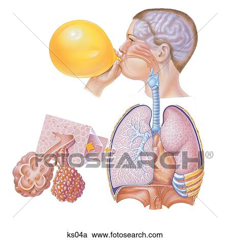 Respiratory system from brain (which controls breathing to the diaphragm). Also includes additional large detail of bronchiole, alveoli and blood vessels. View Large Illustration Clipart - Respiratory system from brain (which controls breathing to the diaphragm). Also includes additional large detail of bronchiole, alveoli and blood vessels.. Fotosearch