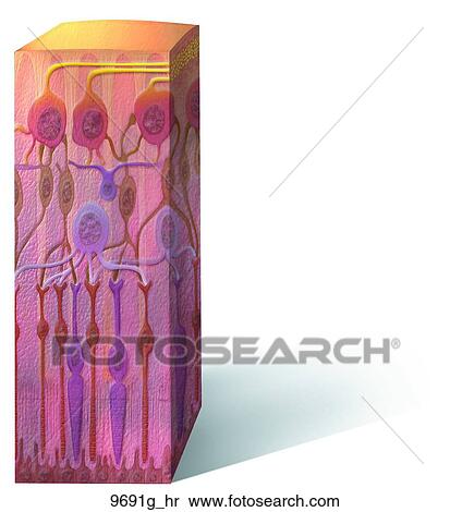 Retina (Cross-Section) Unlabeled View Large Illustration Stock Illustration - Retina (Cross-Section) Unlabeled. Fotosearch