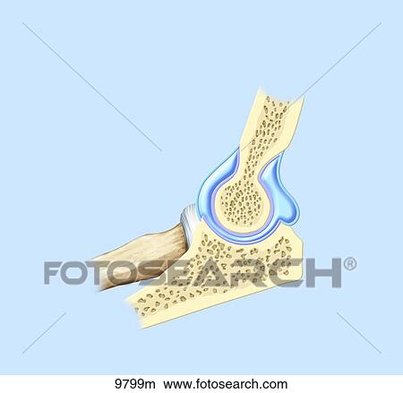Right Elbow Sagittal Section Medial View Unlabeled View Large Illustration Stock Illustration - Right Elbow Sagittal Section Medial View Unlabeled. Fotosearch