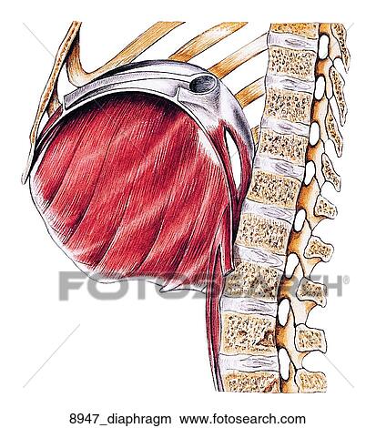 Right Half of Diaphragm of Female Muscular System Unlabeled View Large Illustration Stock Illustration - Right Half of Diaphragm of Female Muscular System Unlabeled. Fotosearch