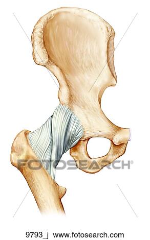 Right Hip Ligaments Anterior Unlabeled View Large Illustration Drawing - Right Hip Ligaments Anterior Unlabeled. Fotosearch