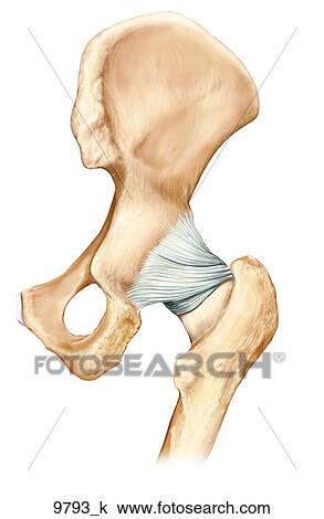 Right Hip Ligaments Posterior Unlabeled View Large Illustration Drawing - Right Hip Ligaments Posterior Unlabeled. Fotosearch