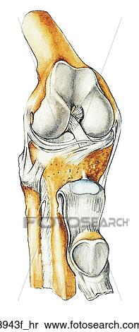 Right Knee Joint (Anterior View) Unlabeled View Large Illustration Stock Illustration - Right Knee Joint (Anterior View) Unlabeled. Fotosearch