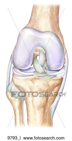 Right Knee Ligaments Anterior Unlabeled Drawing | 9793_l | Fotosearch