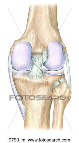 Right Knee Ligaments Posterior Unlabeled View Large Illustration Stock Illustration - Right Knee Ligaments Posterior Unlabeled. Fotosearch