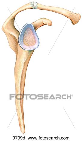 Right Shoulder Lateral View Unlabeled View Large Illustration Clip Art - Right Shoulder Lateral View Unlabeled. Fotosearch