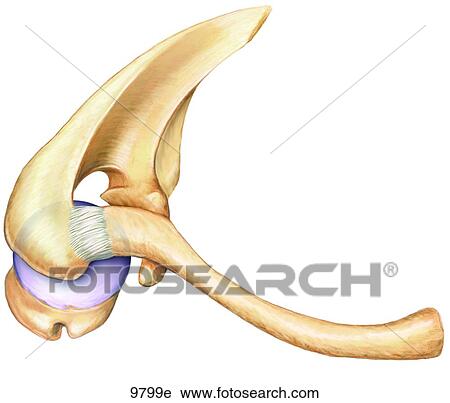 Right Shoulder Superior View Unlabeled View Large Illustration Clip Art - Right Shoulder Superior View Unlabeled. Fotosearch