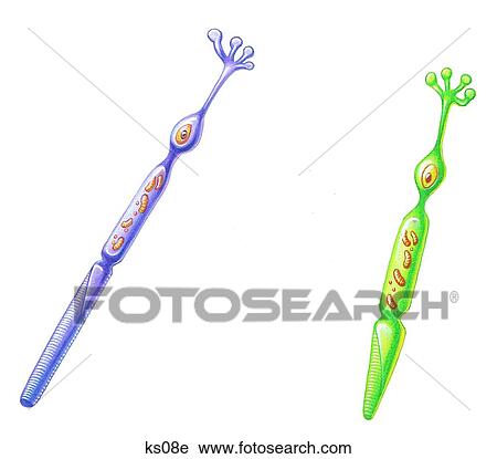 Clip Art - Rods and cones cells of the retina.. Fotosearch