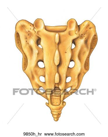 Sacrum and Coccyx Dorsal Surface Unlabeled View Large Illustration Stock Illustration - Sacrum and Coccyx Dorsal Surface Unlabeled. Fotosearch