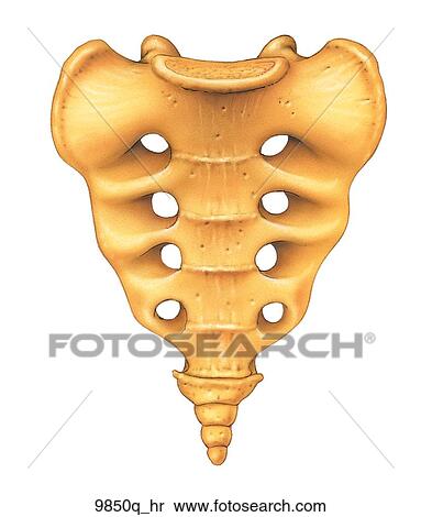 Sacrum and Coccyx Pelvic Surface Unlabeled Stock Illustration | 9850q