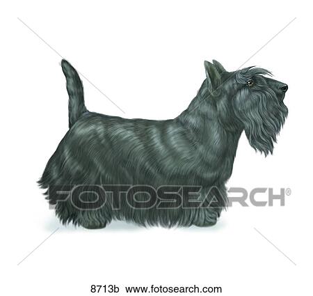 Scottish Terrier Unlabeled View Large Illustration Clipart - Scottish Terrier Unlabeled. Fotosearch