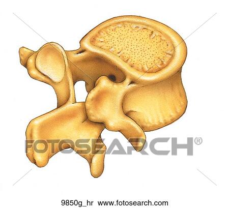 Second Lumbar Vertebra Posterolateral Oblique View Unlabeled View Large Illustration Stock Illustration - Second Lumbar Vertebra Posterolateral Oblique View Unlabeled. Fotosearch