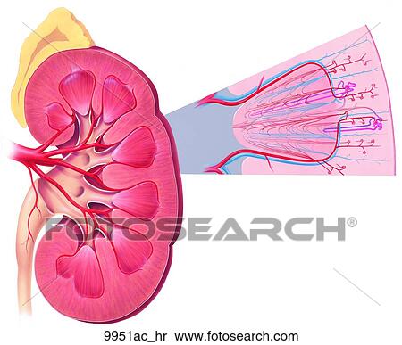 Stock Illustration - Sectioned Left Kidney with Pattern of Parenchyma Unlabeled. Fotosearch